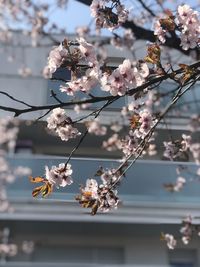 Close-up of cherry blossoms in spring