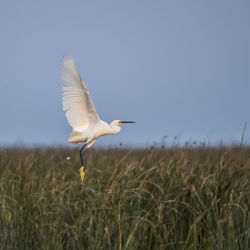 Bird flying in the sky