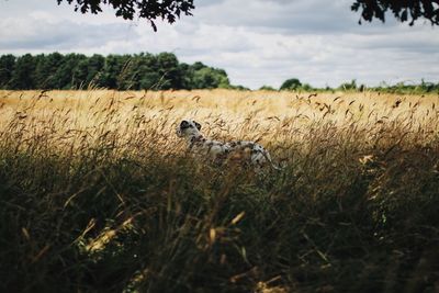 Dog standing amidst grass on field
