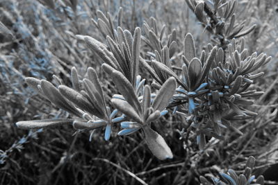 Close-up of frozen plant on field