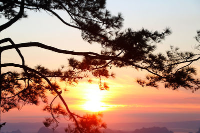 Low angle view of silhouette trees against sky during sunset