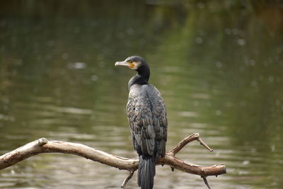 Close-up of bird perching on branch