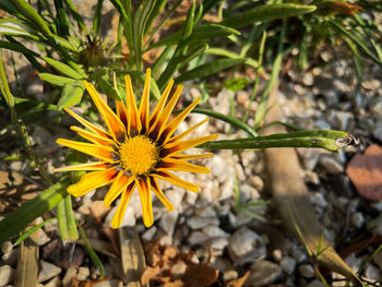 Close-up of yellow flowering plant on field