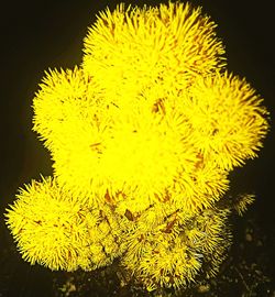 Close-up of yellow flowers