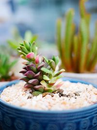 Close-up of succulent plant