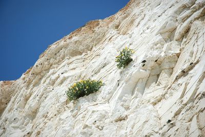 Trees growing on rock