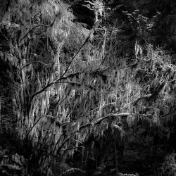 Full frame shot of rocks in forest