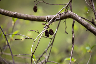 Close-up of bird perching on branch