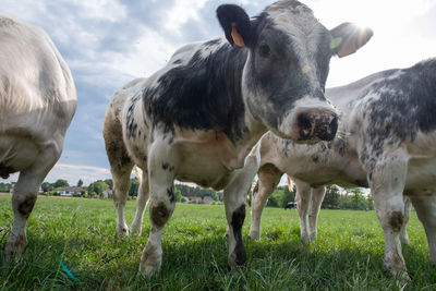 A group of multi-colored black and white cows graze in a corral on green grass