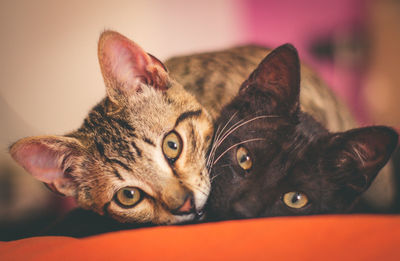 Close-up portrait of two cats