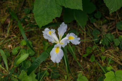 Close-up of white flowers