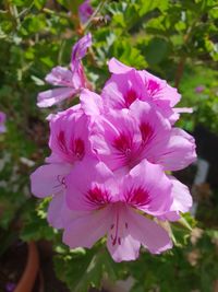 Close-up of pink flowering plant