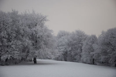 Trees on snow covered landscape against clear sky