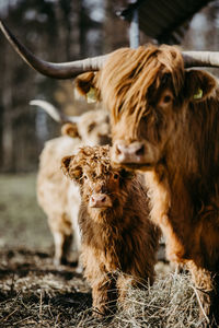 Scottish highland calf and cow looking at the camera