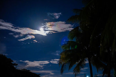 Low angle view of palm trees against blue sky