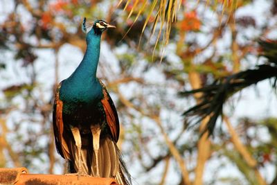 Close-up of peacock perching on branch