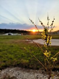 Close-up of plant on field against sky