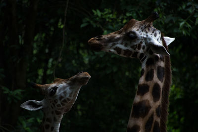 Close-up of giraffe with calf in forest