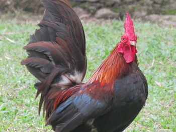 Close-up of rooster on field