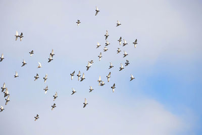 Flock of pigeons flying on sky