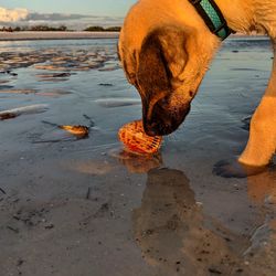 Low section of dog drinking water from beach