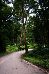 Road in forest