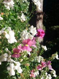 Close-up of pink flowering plants