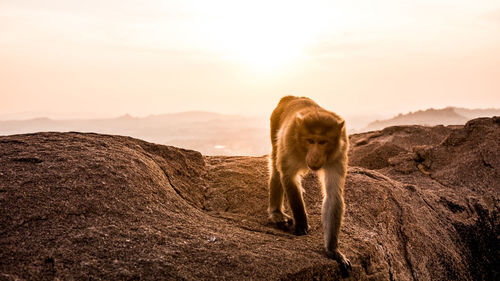 Monkey on rock against sky during sunset