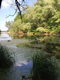 Scenic view of river amidst trees against sky