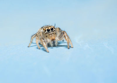 Close-up of spider