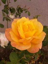 Close-up of yellow flower blooming outdoors