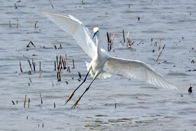 Seagull flying over sea