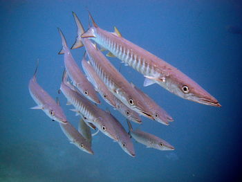 Group of barracudas at raja ampat