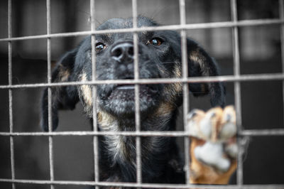 Dog in animal shelter waiting for adoption. portrait of red homeless dog in animal shelter cage.