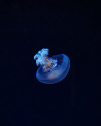 Close-up of jellyfish against blue background