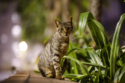 Cat photography shot at tsim sha tsui, hong kong 2024. 04. 01