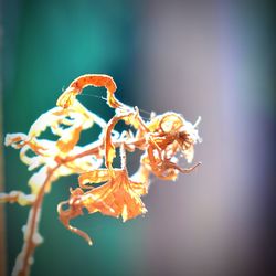 Close-up of flowers against blurred background