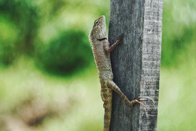 Close-up of lizard on leaf