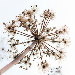 Close-up of dandelion against white background