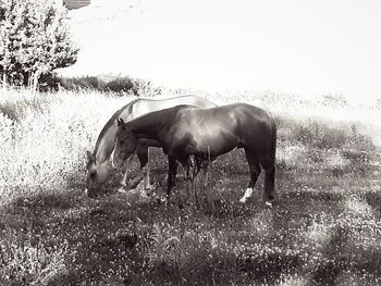 Horse grazing on field