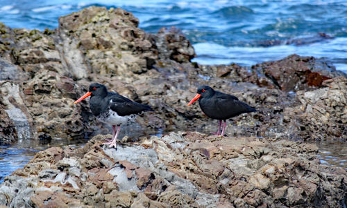 View of birds perching on rock