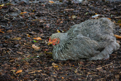 Close-up of rooster on field