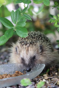 Close-up of hedgehog in the garden