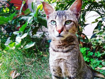 Close-up of cat on tree