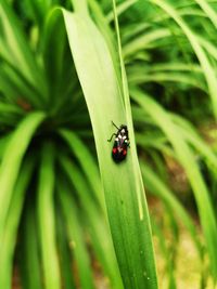 Close-up of ladybug on leaf