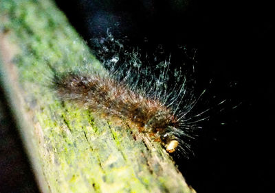 High angle view of an insect