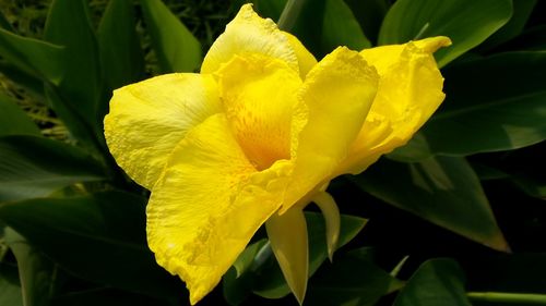 Close-up of yellow flowering plant