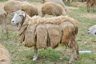 Sheep standing on field