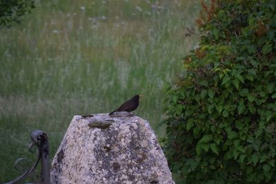 Close-up of bird perching on tree