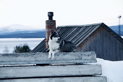 Dog standing on snow covered roof